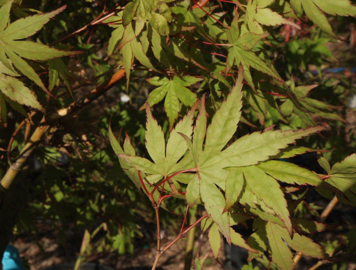 Acer palmatum Green Japanese Maple