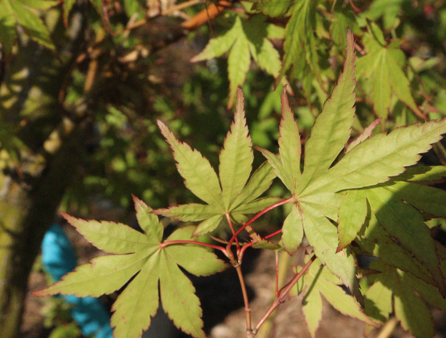 Acer palmatum Green Japanese Maple