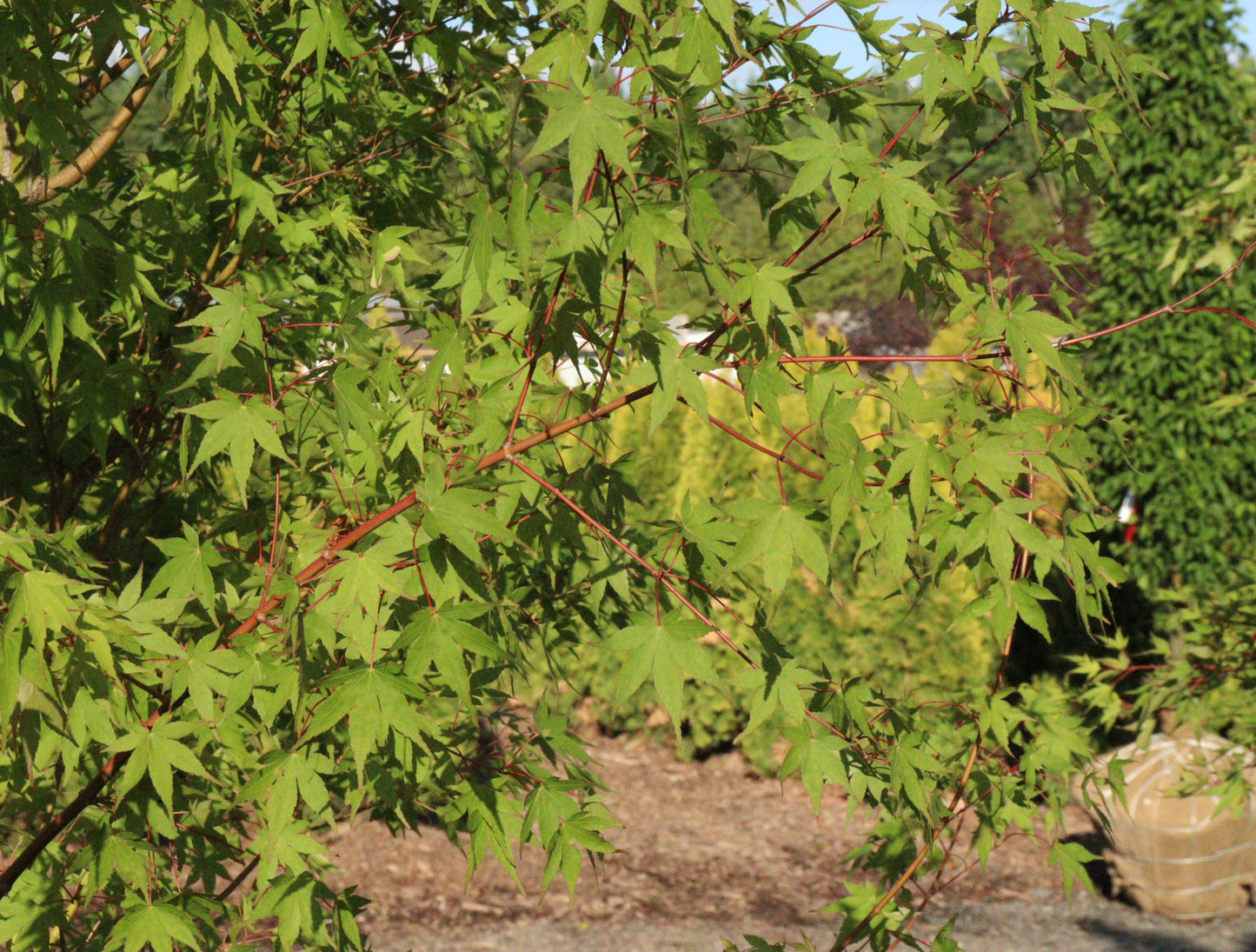 Acer palmatum Green Japanese Maple