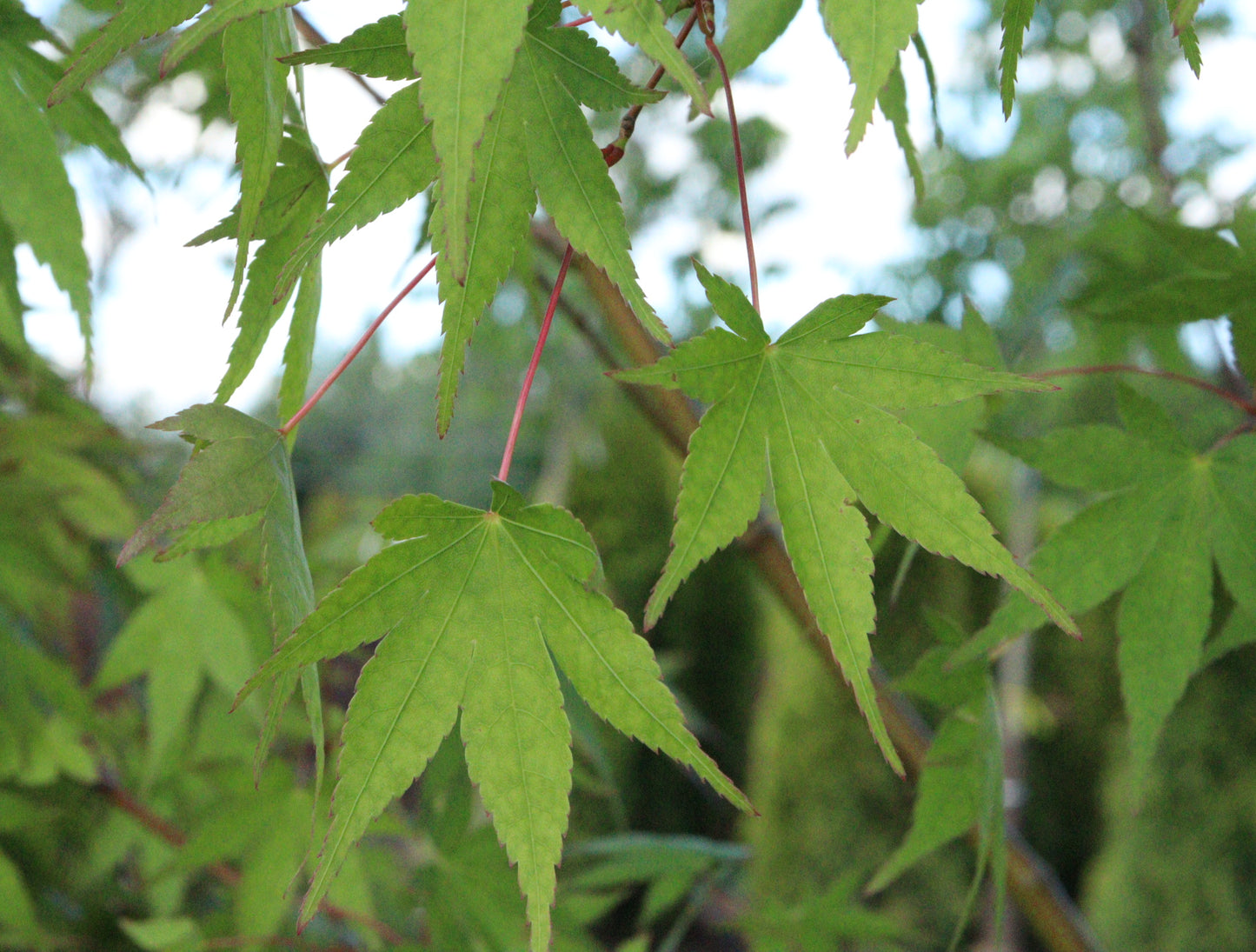 Acer palmatum Green Japanese Maple