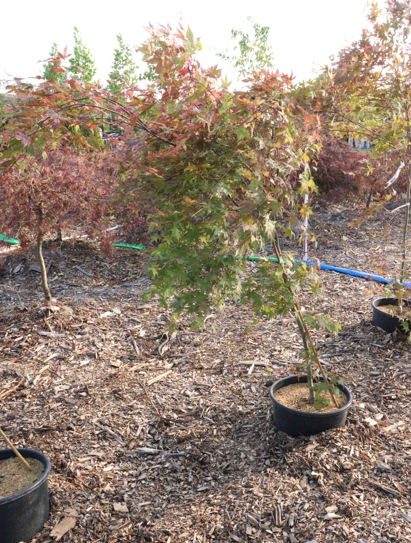 Acer Palmatum 'Shindeshojo'