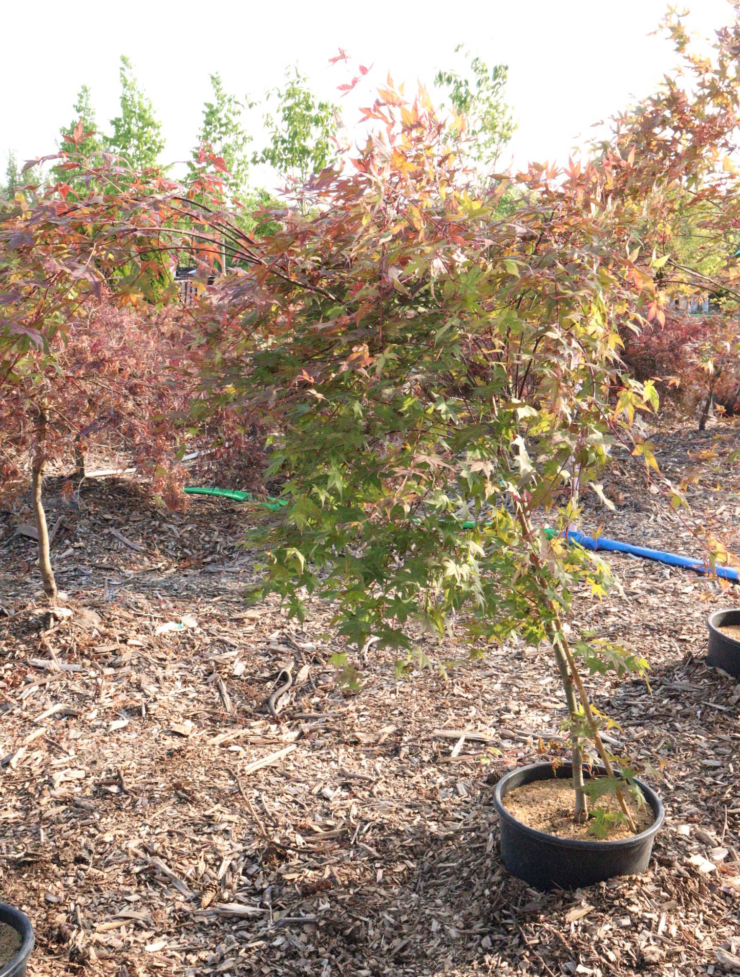 Acer Palmatum 'Shindeshojo'