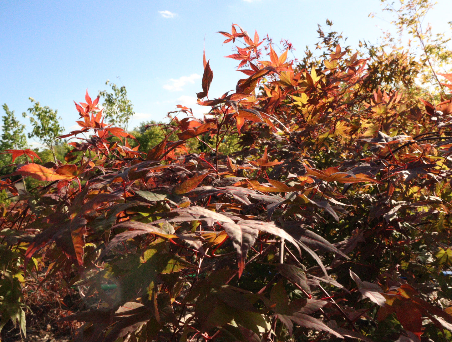 Acer Palmatum 'Shindeshojo'