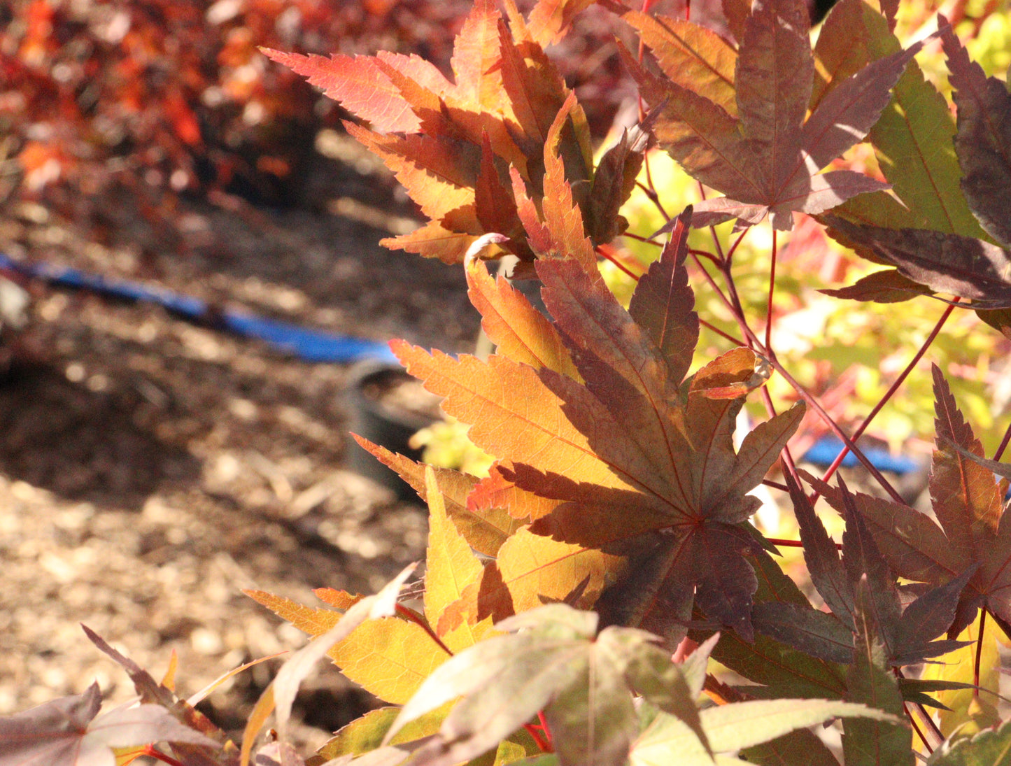 Acer Palmatum 'Shindeshojo'