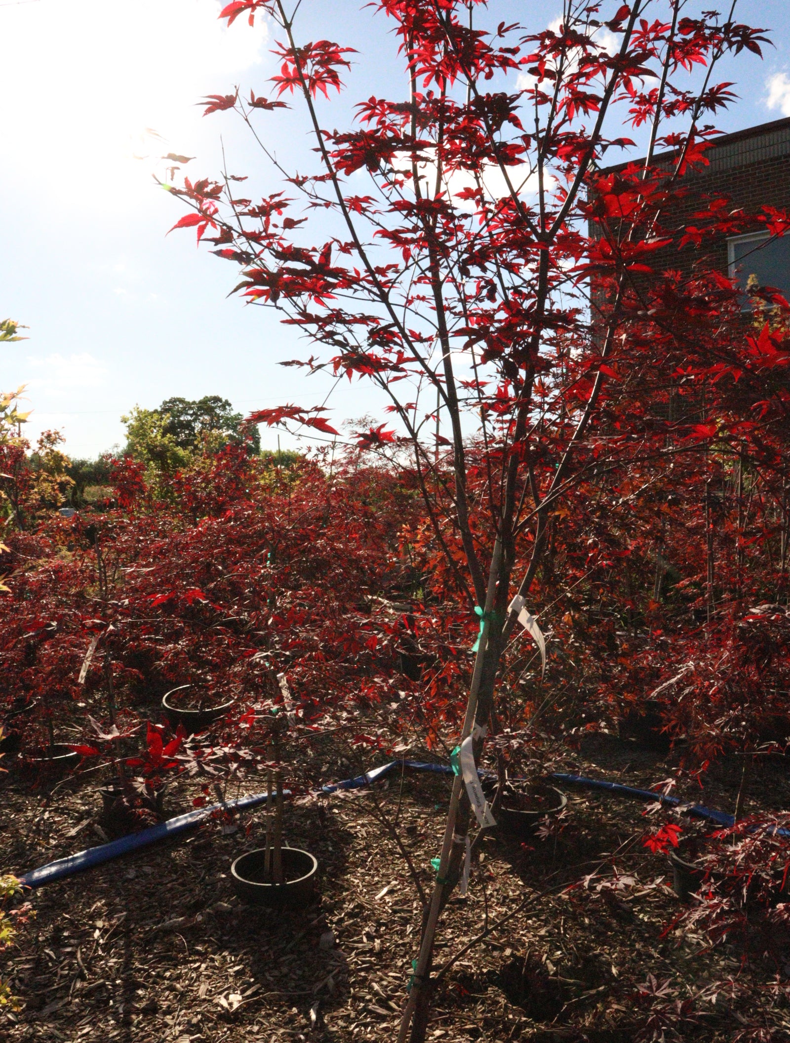apanese Maple Toronto | Rare & Premium Maple Trees GTA | Z Force