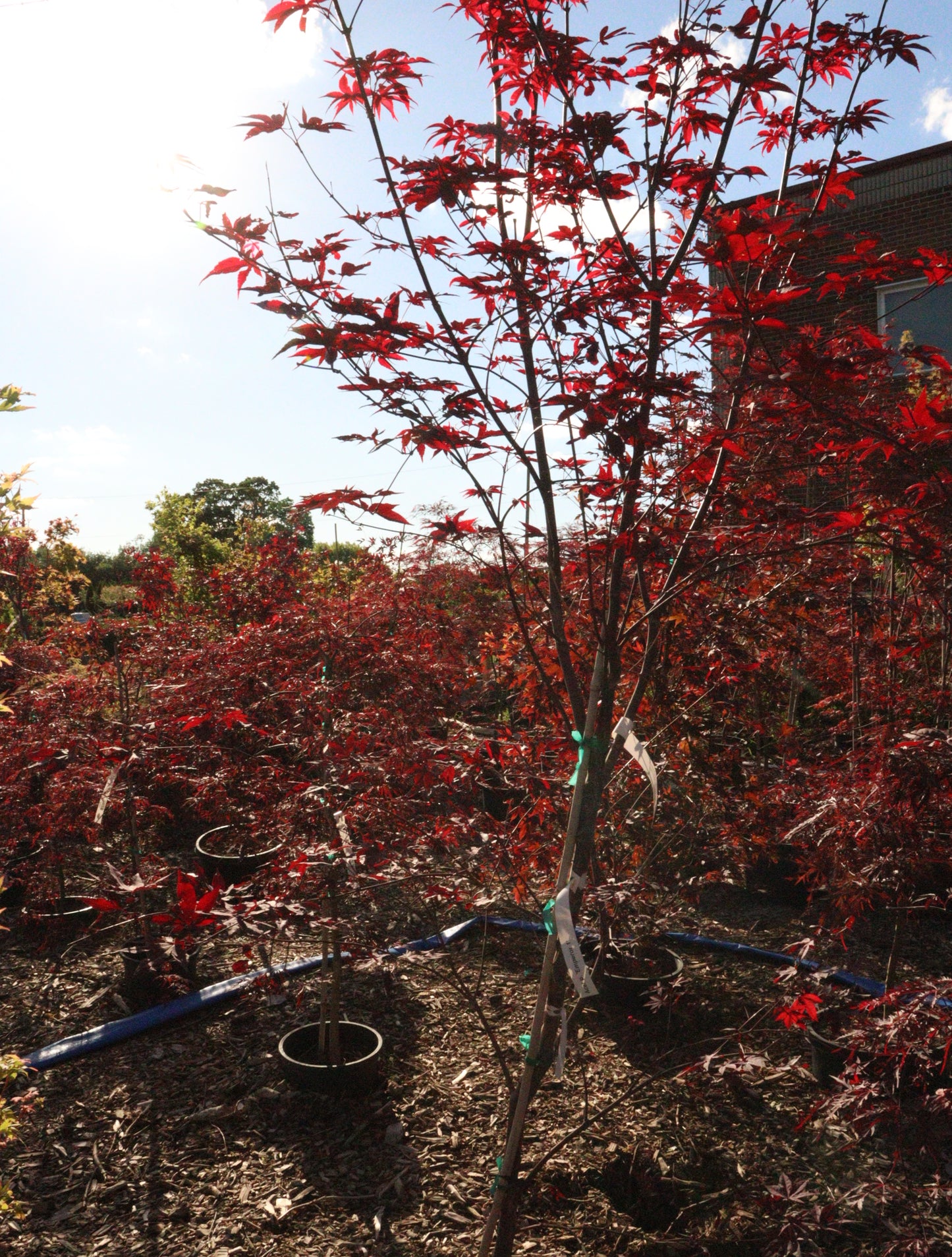 Acer Palmatum 'Emperor 1'