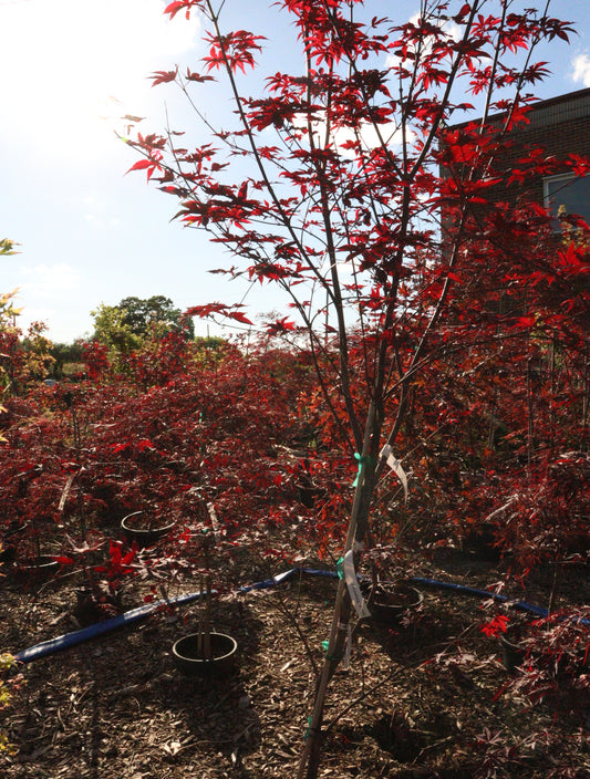 Acer Palmatum 'Emperor 1'