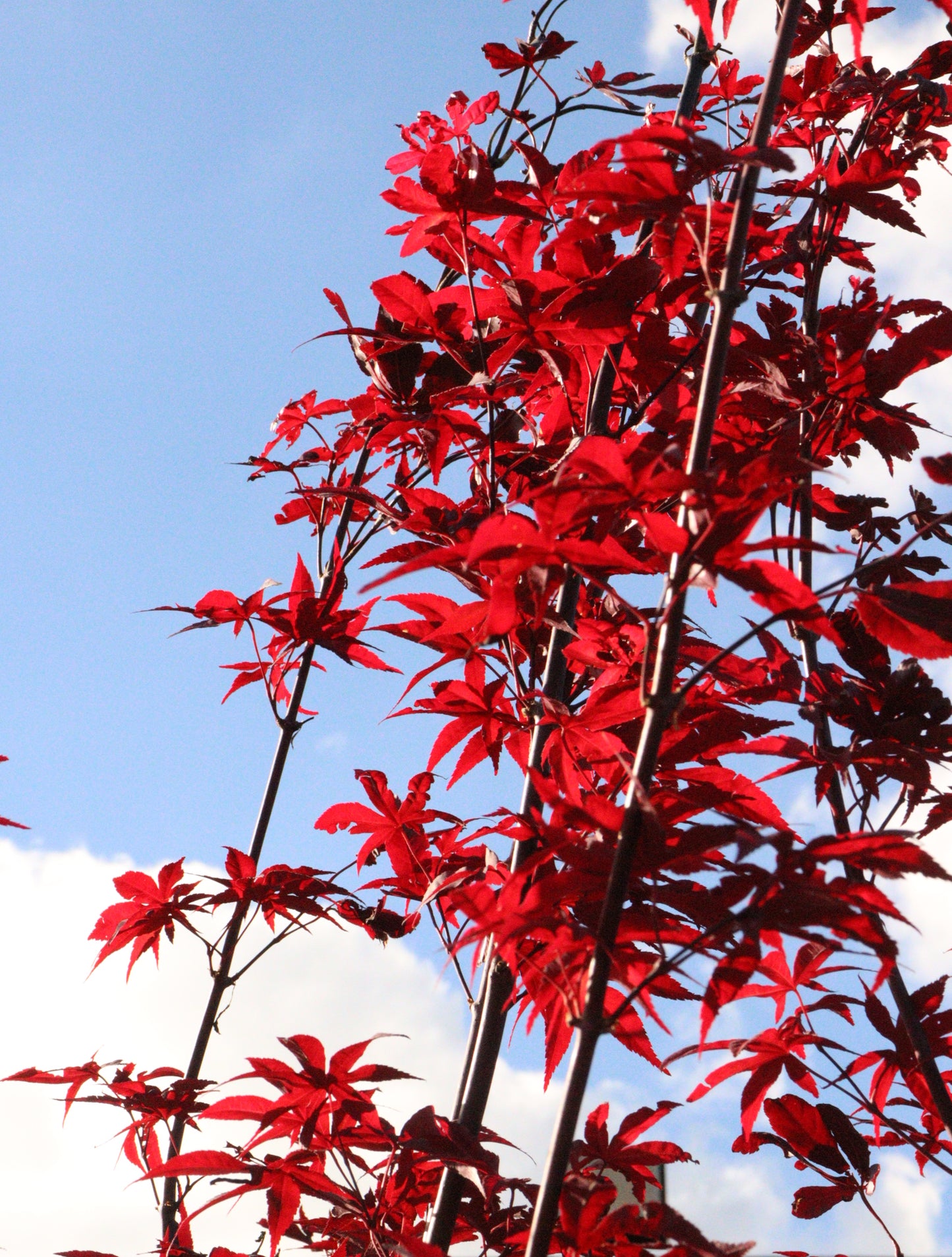 Acer Palmatum 'Emperor 1'