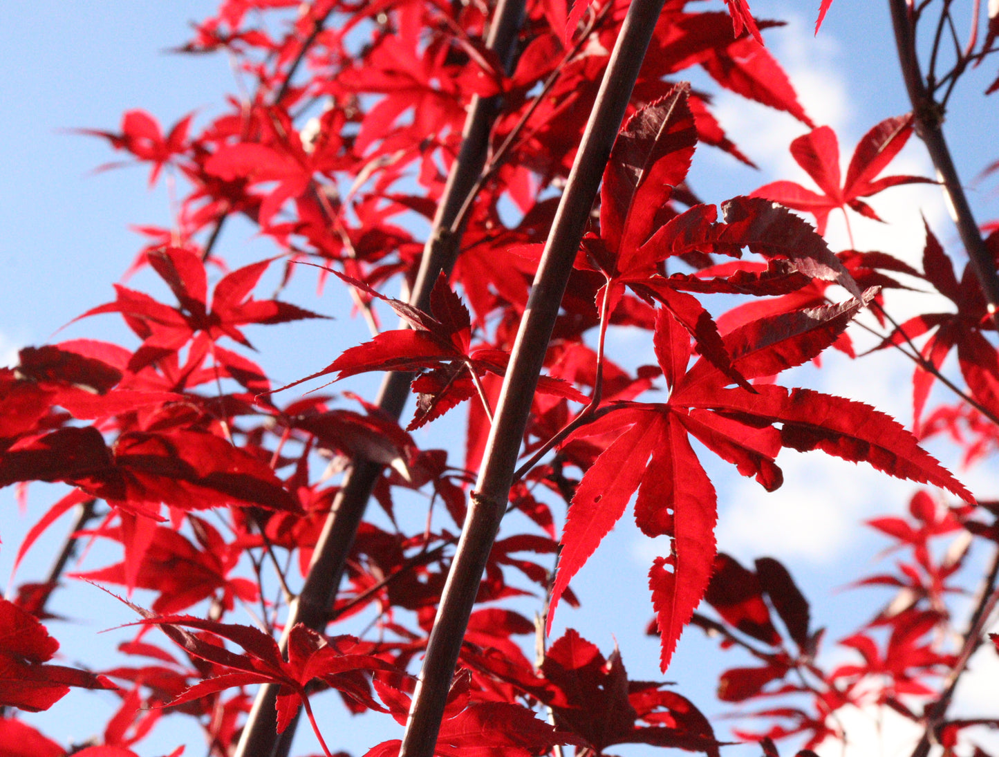 Acer Palmatum 'Emperor 1'