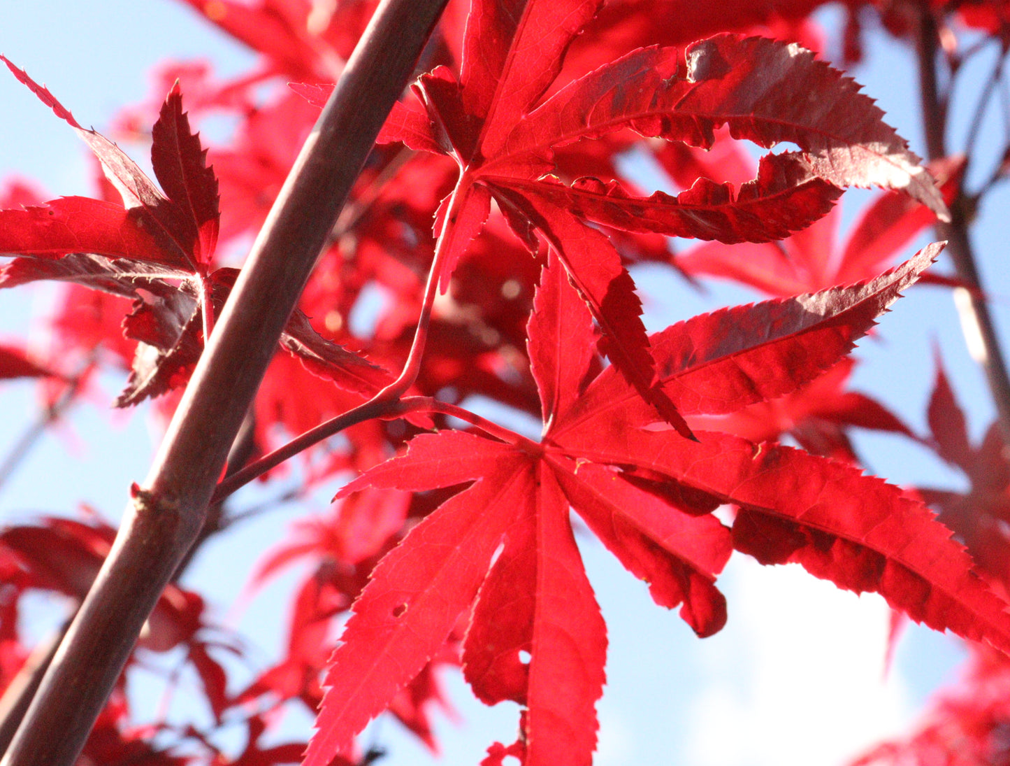 Acer Palmatum 'Emperor 1'