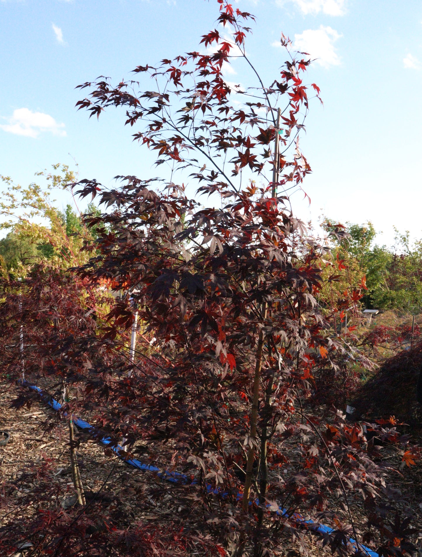 Acer Palmatum 'Fireglow'