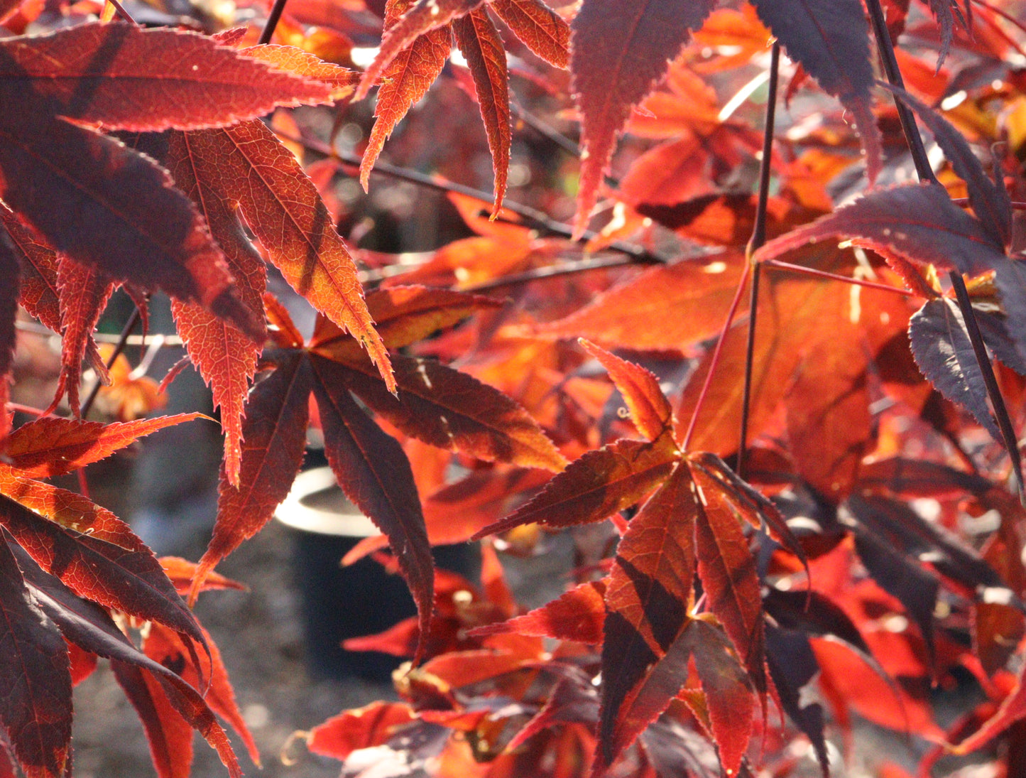 Acer Palmatum 'Fireglow'