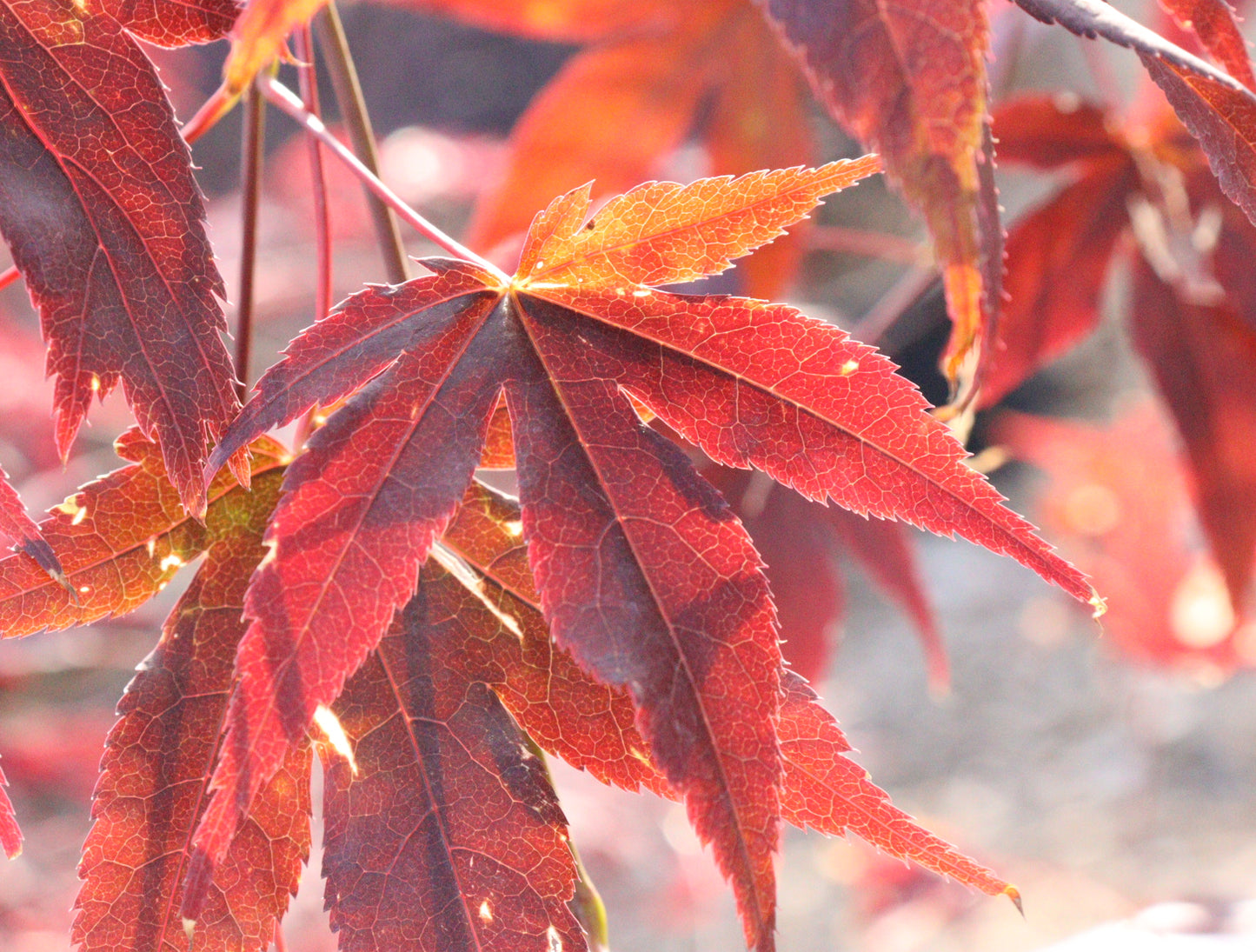 Acer Palmatum 'Fireglow'