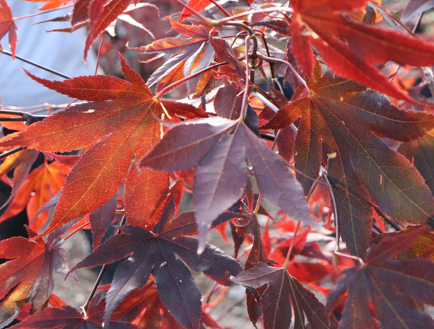 Acer Palmatum 'Fireglow'