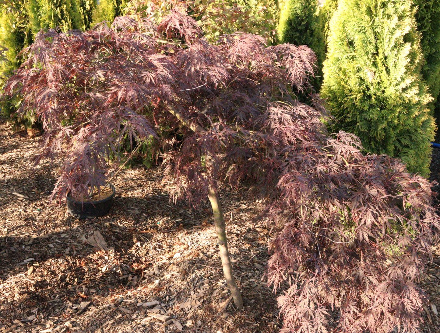 Acer palmatum dissectum 'Inaba Shidare'