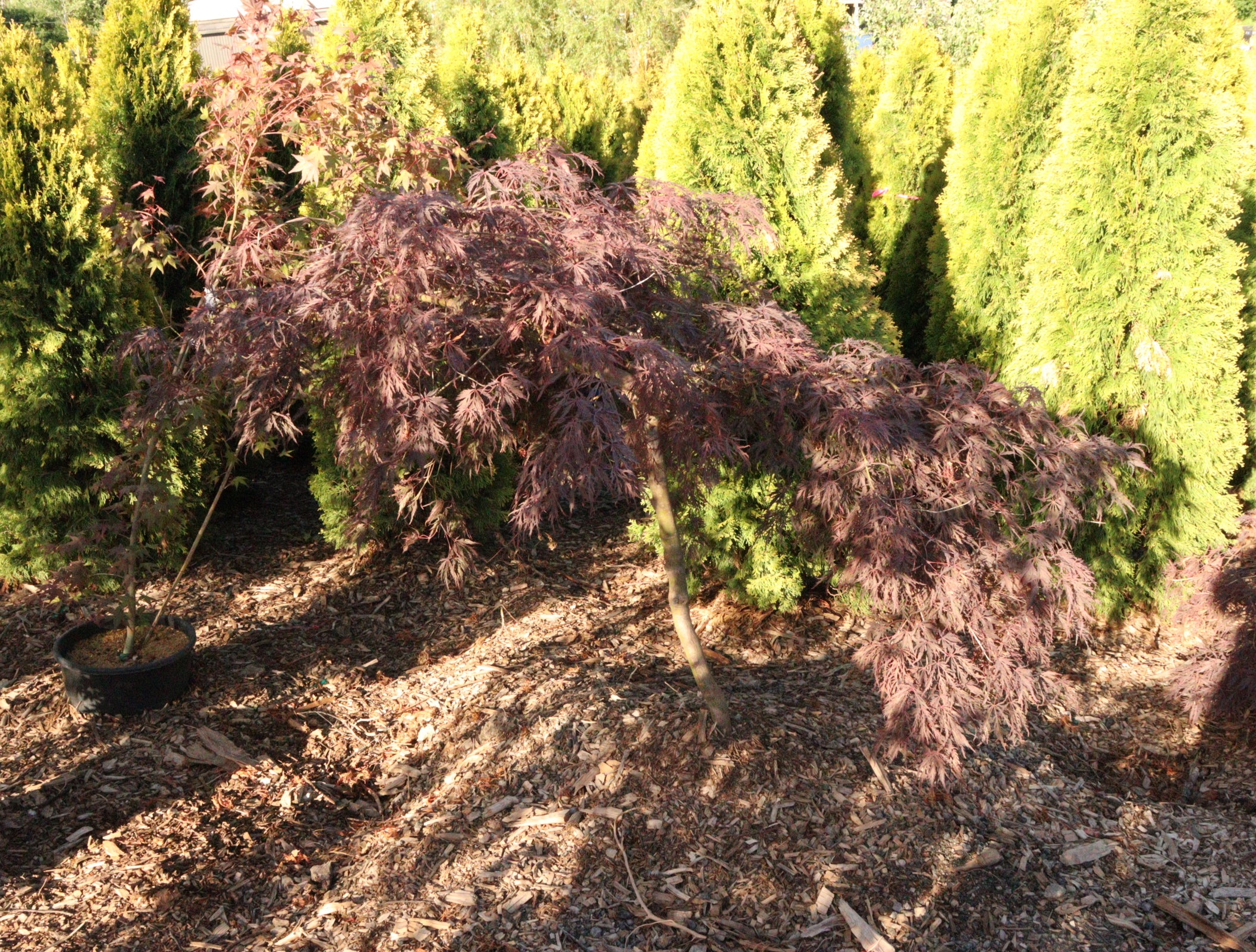 Acer palmatum dissectum 'Inaba Shidare' – zforcefarm