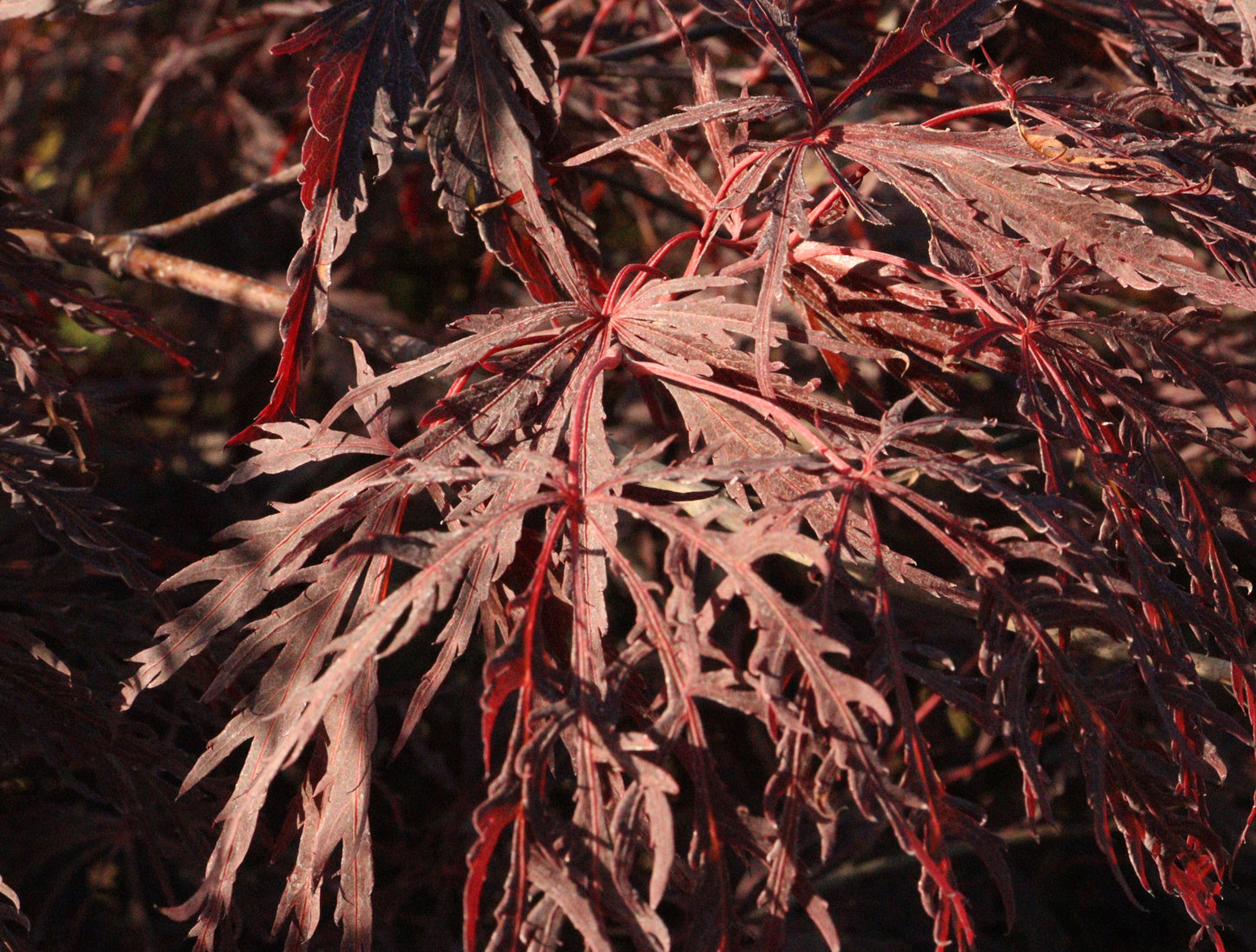 Acer palmatum dissectum 'Inaba Shidare'