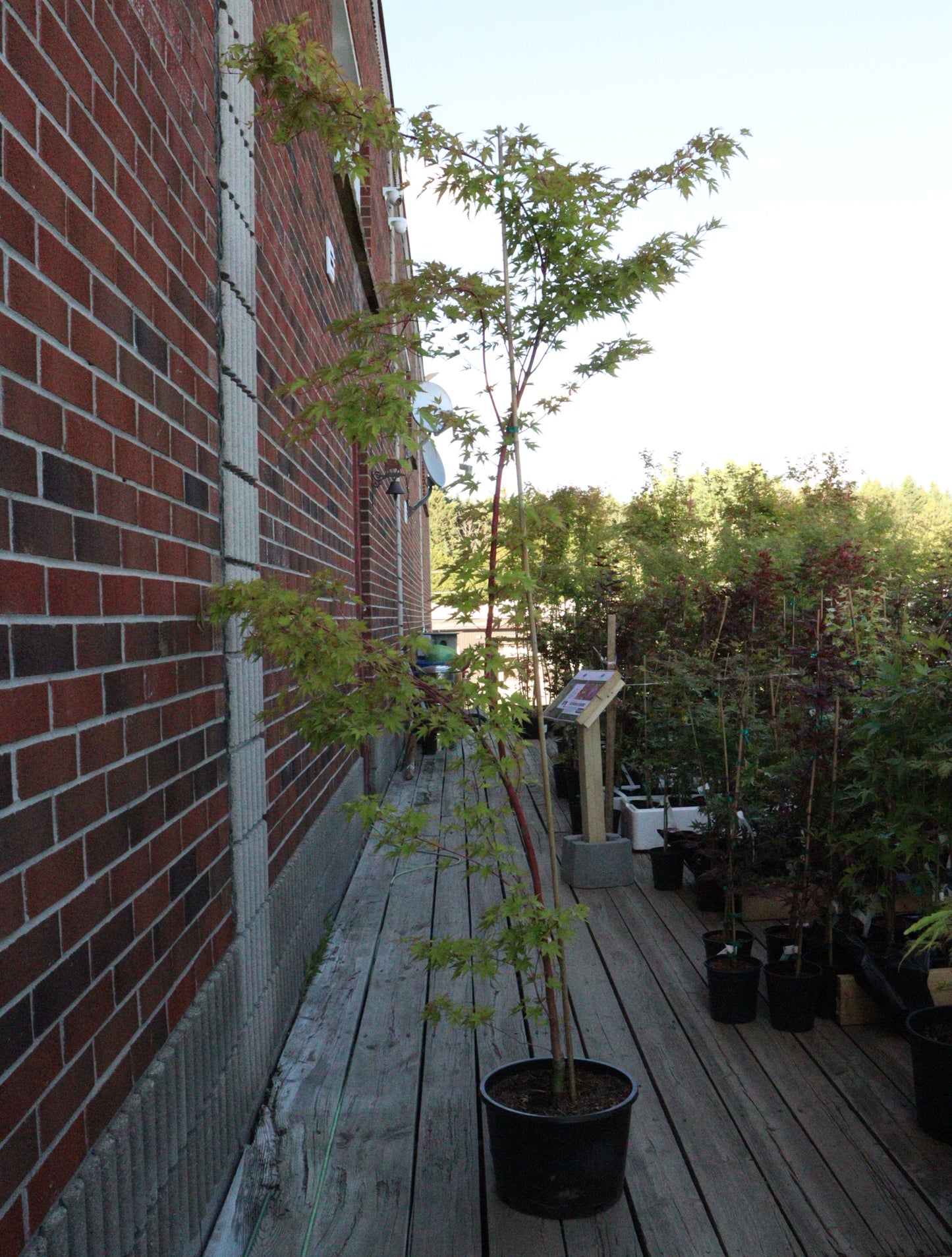 Acer Palmatum Sango-kaku