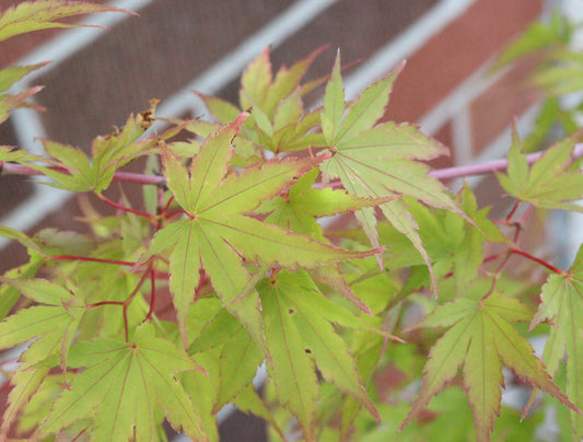 Acer Palmatum Sango-kaku