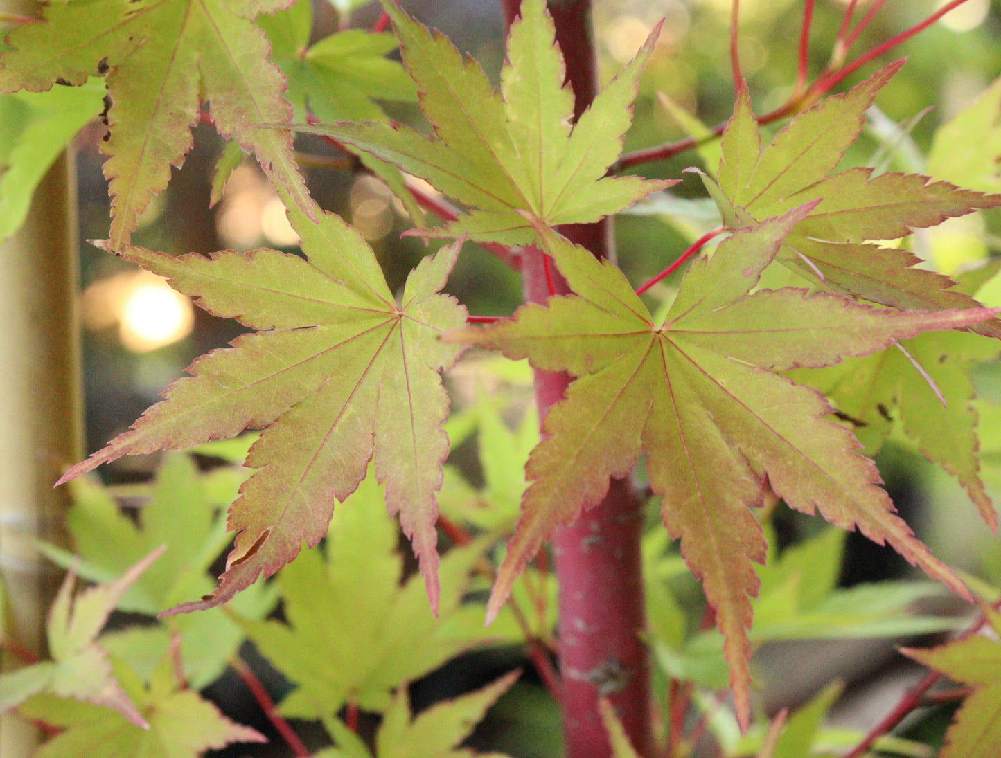 Acer Palmatum Sango-kaku