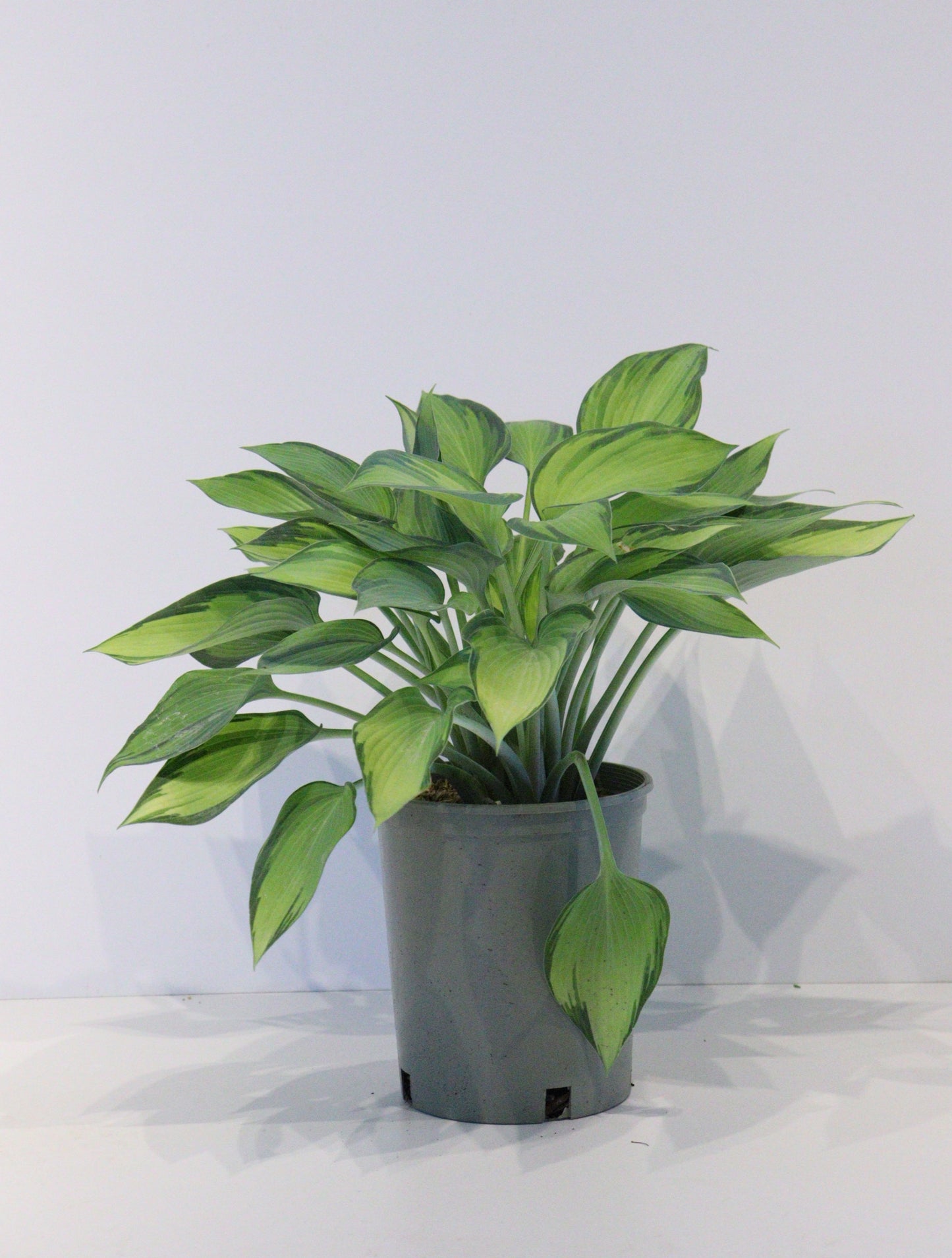 Hosta 'June'