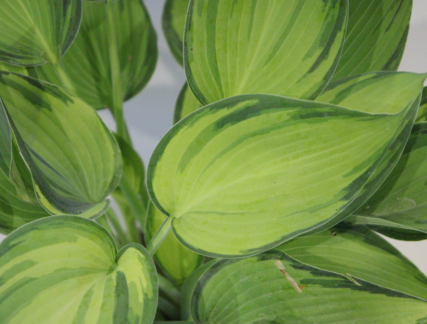 Hosta 'June'