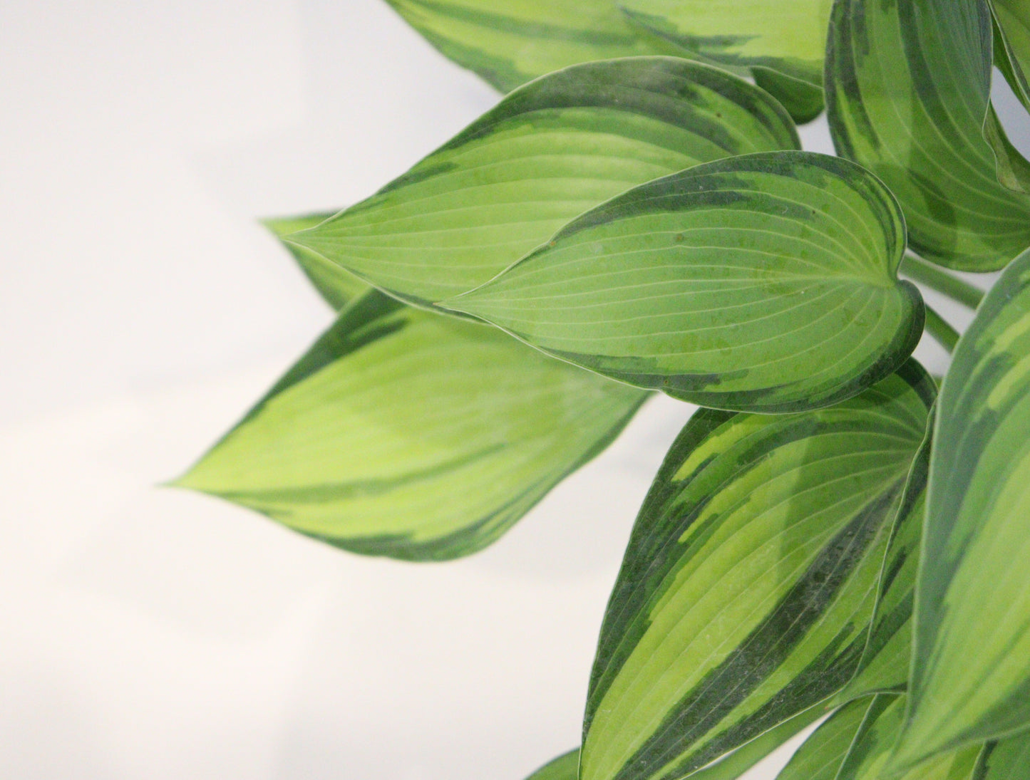 Hosta 'June'