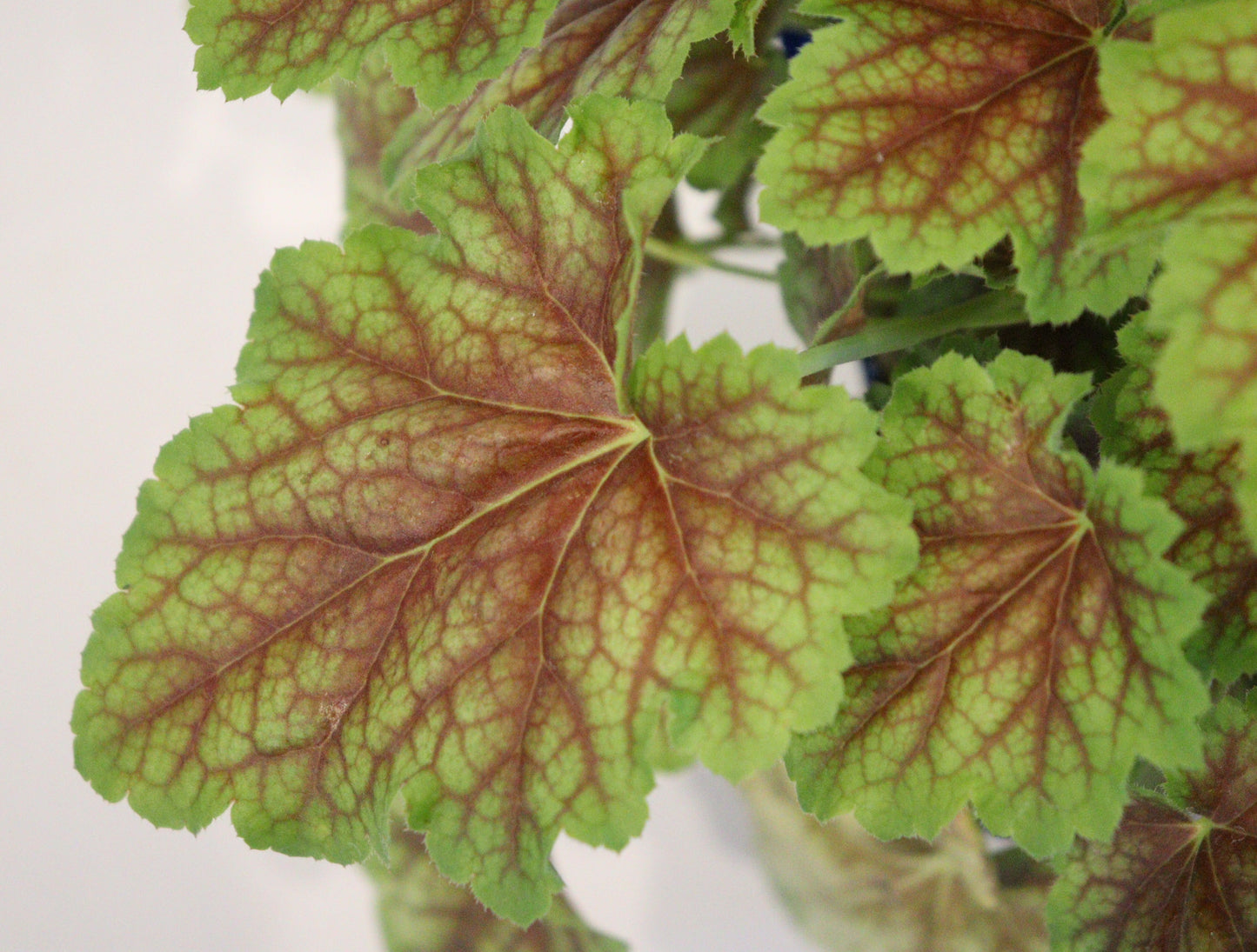 Coral Bells 'Eternal flame'