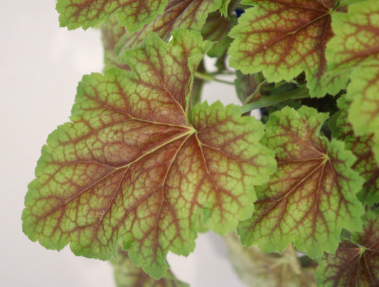 Coral Bells 'Eternal flame'