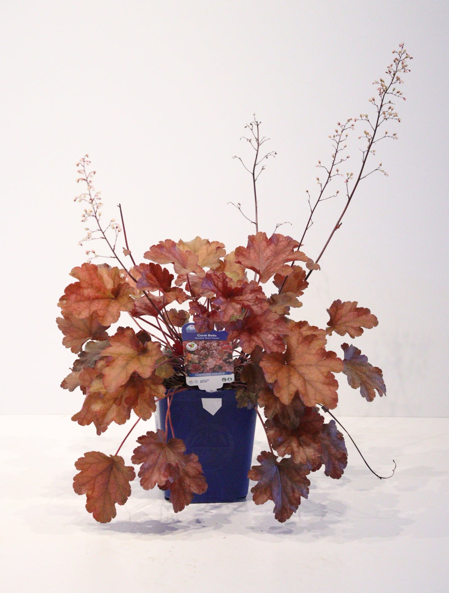 Coral Bells 'Peach Flambe'