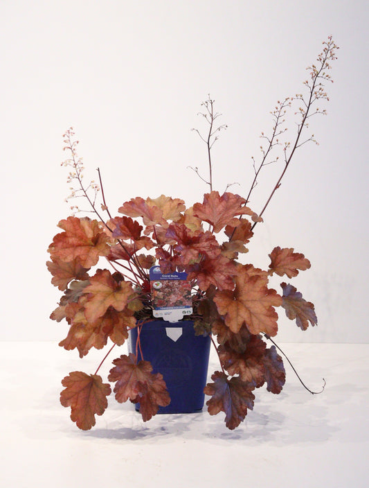 Coral Bells 'Peach Flambe'