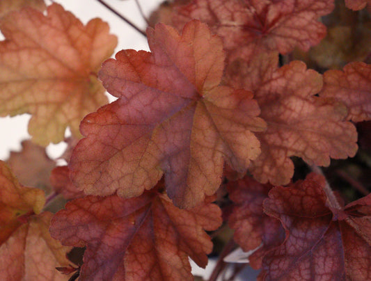 Coral Bells 'Peach Flambe'