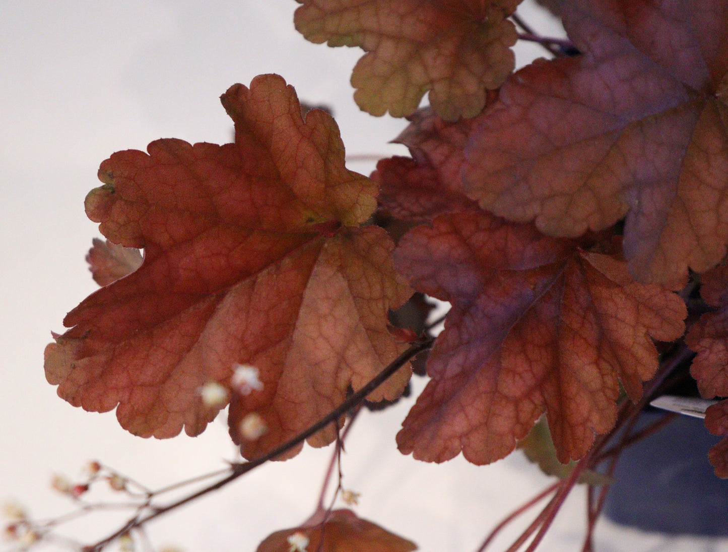 Coral Bells 'Peach Flambe'