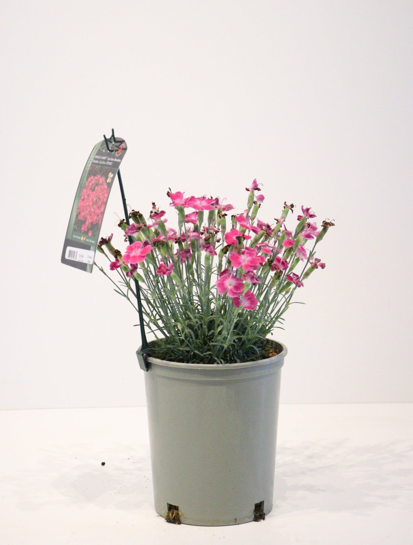 Dianthus 'Lip Gloss'