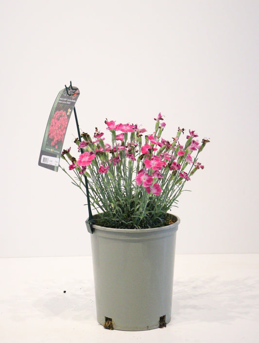 Dianthus 'Lip Gloss'
