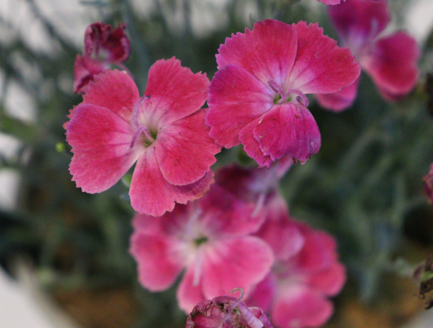 Dianthus 'Lip Gloss'