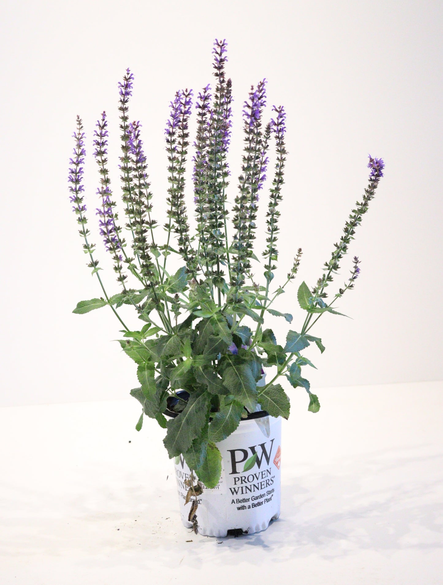 Salvia 'Violet Riot'