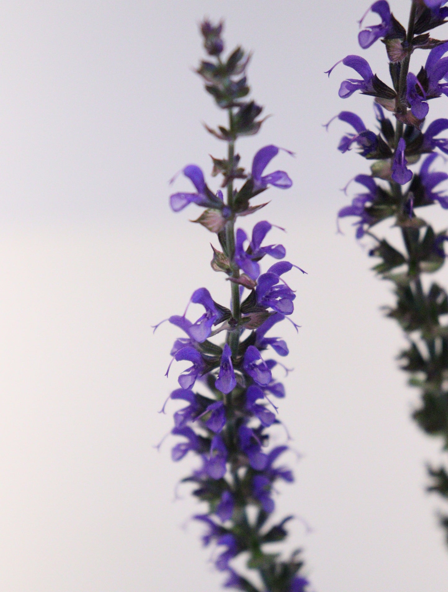 Salvia 'Violet Riot'