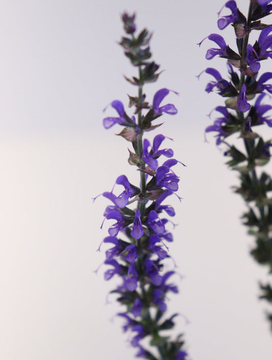 Salvia 'Violet Riot'