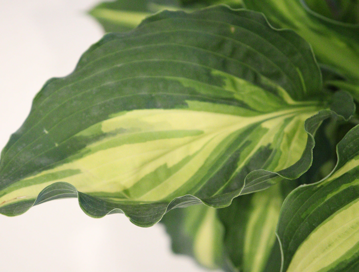 Hosta 'Lakeside Paisley Print'