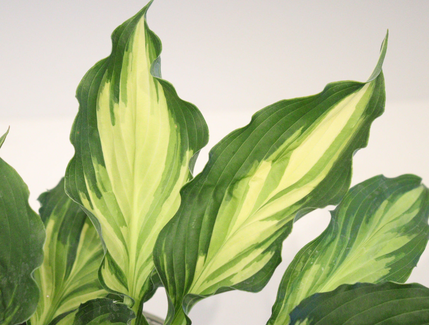 Hosta 'Lakeside Paisley Print'