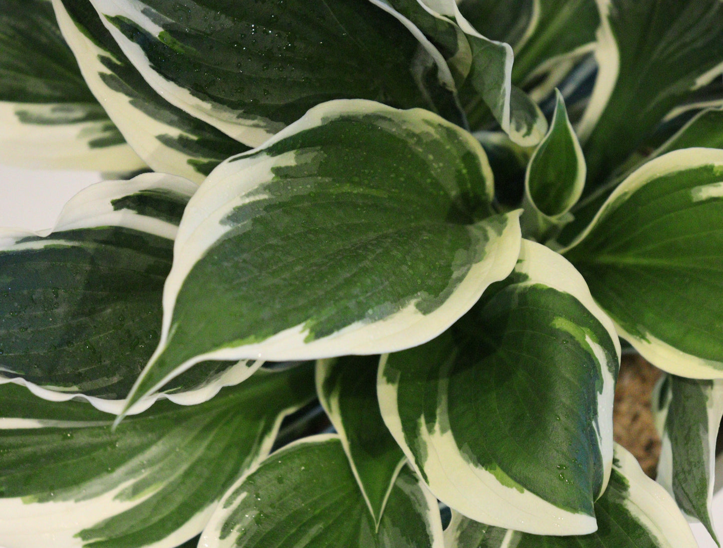 Hosta 'Patriot'