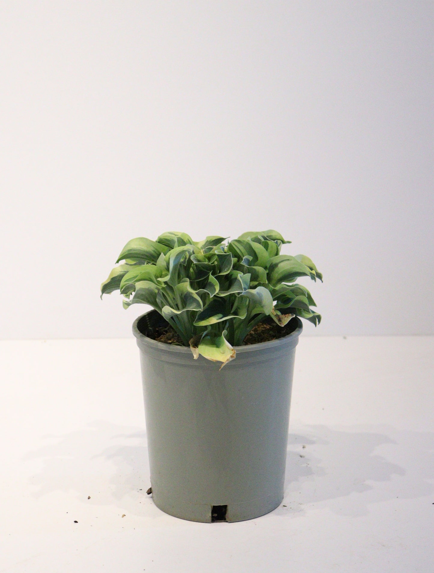 Hosta 'Mini Skirt'