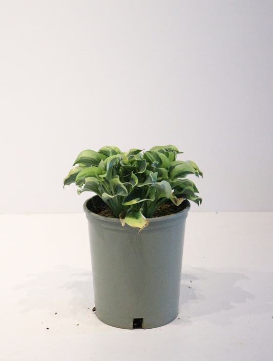 Hosta 'Mini Skirt'