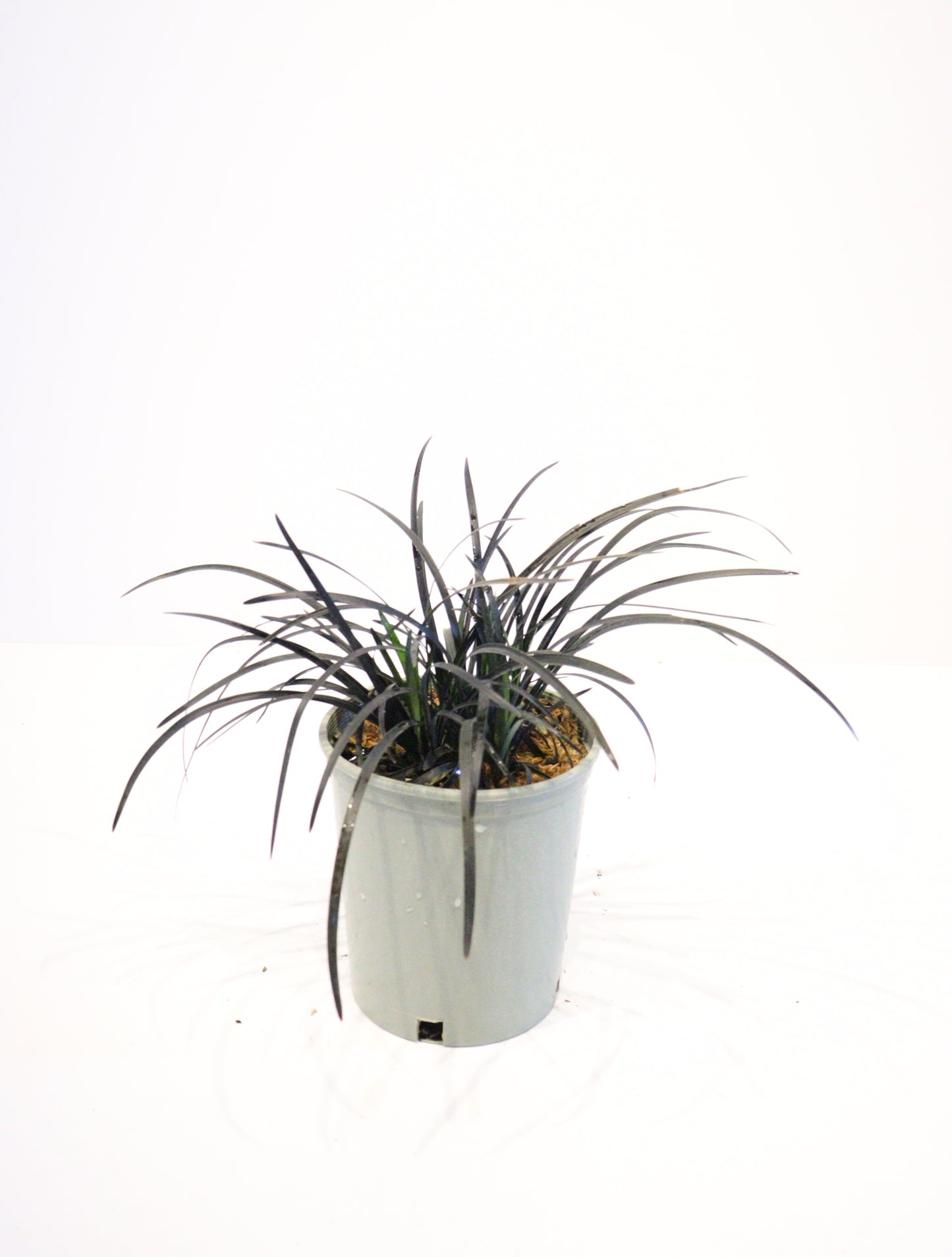 Black Mondo Grass 'Nigrescens'