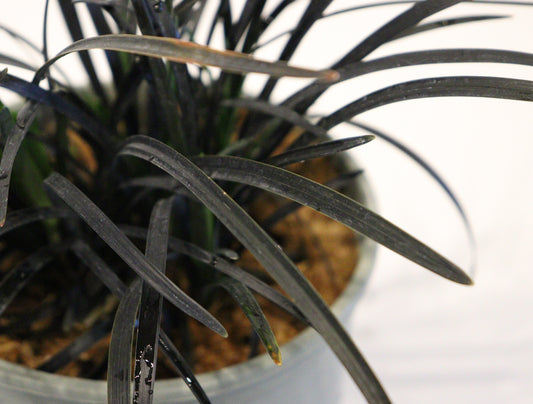 Black Mondo Grass 'Nigrescens'