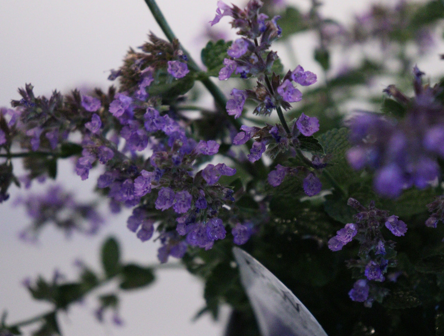 Catmint 'Cat's Pajamas'