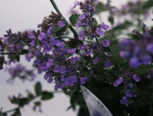 Catmint 'Cat's Pajamas'