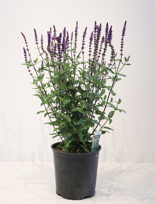 Salvia Caradonna
