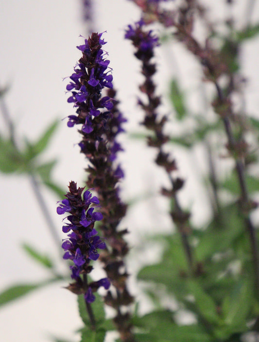 Salvia Caradonna